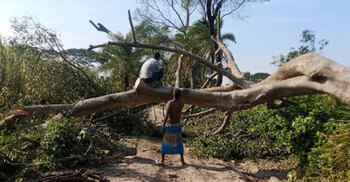 নর্থবেঙ্গল সুগার মিলের খামারে প্রকল্পের নামে কাটা হচ্ছে শত শত গাছ