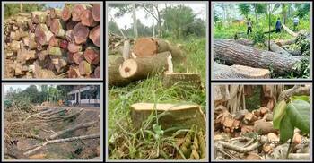 গাছ কাটার সর্বোচ্চ শাস্তি লাখ টাকা জরিমানা, অধ্যাদেশ জারি