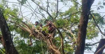 উঁচু গাছে ডাল কাটতে উঠে অজ্ঞান যুবক, উদ্ধার করলো ফায়ার সার্ভিস