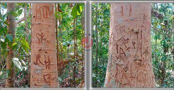 গাছের শরীর চিরে এ কেমন ভালোবাসার সাক্ষ্য প্রেমিক-প্রেমিকার!