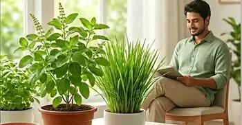 মশা-মাছি তাড়াতে যেসব গাছ ঘরে রাখবেন