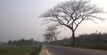 গ্রামে হারিয়ে যাচ্ছে বড় ও পুরোনো গাছ