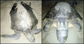 অসচেতনতায় সৈকতে মারা পড়ছে মা কাছিম