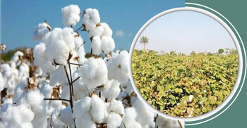 বাংলাদেশে তুলা চাষ করবেন যেভাবে