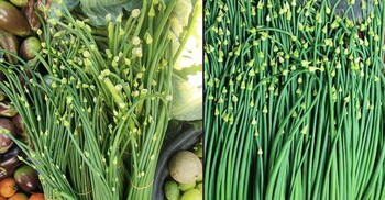 পেঁয়াজকলির ফুল ফেলে দিচ্ছেন, জানুন খেলে কী উপকার হবে