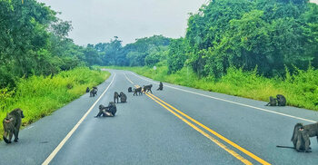 উগান্ডার বিস্ময়কর প্রাকৃতিক স্বর্গভূমি