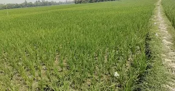 Diesel crisis disrupts irrigation in northern districts amid boro season