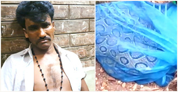 অজগর ভেবে ধরলেন রাসেল ভাইপার, হাসপাতালে ওঝা