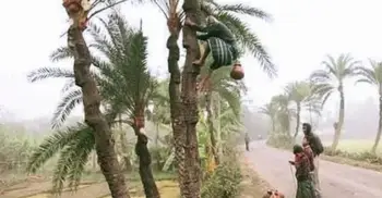 পশ্চিমবঙ্গে গাছের অভাবে মিলছে না খেজুরের রস