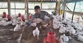 মুরগি ও মাছের সমন্বিত খামারে জীবন বদলে গেছে সজীবের