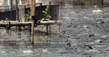 মশার উপদ্রবে অতিষ্ঠ রাজধানীবাসী, প্রশ্নের মুখে সিটি কর্পোরেশন