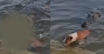 কুকুরকে টেনে নিল কুমির, ভাইরাল ভিডিওর আসল ঘটনা কী?