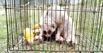 পাহাড় থেকে মুমূর্ষু অবস্থায় লজ্জাবতী বানর উদ্ধার