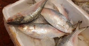 চলতি বছর বাংলাদেশ থেকে কম ইলিশ পাওয়ায় হতাশ কলকাতাবাসী