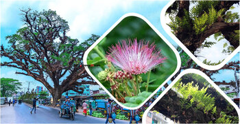 ফেনীতে ৪১০ বছরের প্রাচীন গাছ ‘মেঘ শিরিষ’