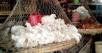 Price of broiler chicken coming down at market level