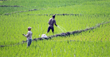 Fertilizer price shoot up at Tk 5 per kg