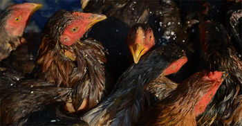 China records first H3N8 bird flu death, WHO says