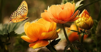 How plants can change your state of mind