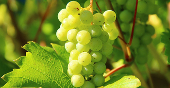 Can grapes increase gut bacteria, reduce cholesterol and protect your heart?