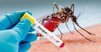 Most dengue patients come from 11 Dhaka city areas
