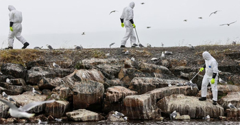 Norway, Finland battle rapid spread of bird flu