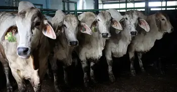 Malaysia lifts ban on Australian cattle imports after disease fears eased
