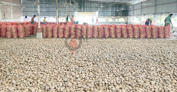 DCs asked to ensure selling of potatoes at govt fixed prices at cold storages