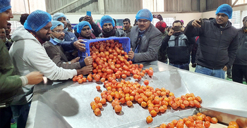 PRAN starts tomato collection aiming to procure 20000 MT