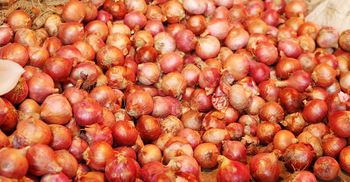 Govt to import 50,000 metric tons of onion from India