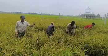 পহেলা বৈশাখের ভোরেই সুনামগঞ্জের হাওরে ধান কাটার ধুম