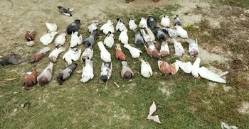 সরিষাক্ষেতে বসার ‘অপরাধে’ বিষ দিয়ে মারা হলো শতাধিক কবুতর