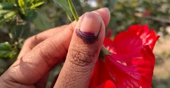 ভোটের অমোচনীয় কালি বেগুনি থেকে কালো হয় যে কারণে