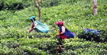 রমজানে ভিন্ন ছন্দ মালিনীছড়া চা বাগানে