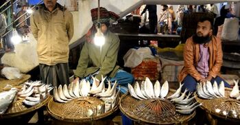 ভোলায় এককেজি ওজনের ইলিশ বিক্রি হচ্ছে ২৮০০ টাকায়