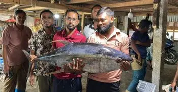 কুয়াকাটায় জেলে জালে ২৯ কেজির টুনা মাছ, ৪০ হাজারে বিক্রি