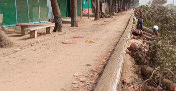 বিএনপি নেতার গাড়ি প্রবেশে প্রতিবন্ধকতা, কাটা হলো বেড়িবাঁধের ২০ গাছ
