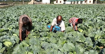 যে উপজেলা থেকে বছরে বিক্রি হয় ৯০০ কোটি টাকার সবজি