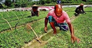 মানিকগঞ্জে শীতকালীন সবজির বীজতলা তৈরিতে ব্যস্ত চাষিরা