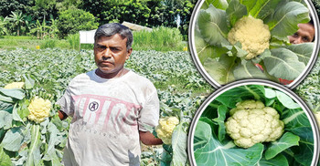 মাগুরায় শীতকালীন সবজির বাম্পার ফলন, বেড়েছে সরবরাহ