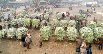 Veg price paradox: Farmers lose while consumers pay more