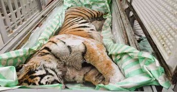 ভিয়েতনামে বাড়ির ফ্রিজে মিললো বাঘের মরদেহ, গ্রেফতার ২