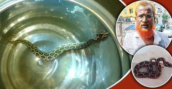 পুরস্কারের আশায় জীবিত রাসেলস ভাইপার ধরে বন বিভাগে দিলেন কৃষক