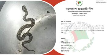 রাসেলস ভাইপার ধরতে পারলে ‘৫০ হাজার টাকা পুরস্কার’ প্রত্যাহার