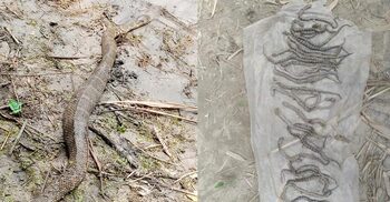 রাসেলস ভাইপার ভেবে বাচ্চাসহ সাপ পিটিয়ে হত্যা