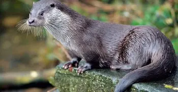 ভোঁদড় কি ফিরবে? খোকার নাচন দেখবে?