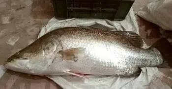 নাফ নদীতে বড়শিতে ধরা পড়লো সাড়ে ২২ কেজির কোরাল