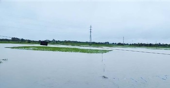 কিশোরগঞ্জে পানির নিচে ১৮৮৬ হেক্টর ধান ও সবজির জমি