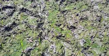 সেচখালে পানির অভাবে ফেটে চৌচির কৃষিজমি