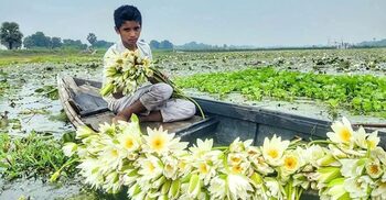 সাদা শাপলায় মুগ্ধ দর্শনার্থীরা